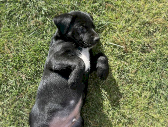 Kelpie Pups x 2