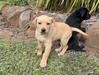 Kelpie Pups x 2