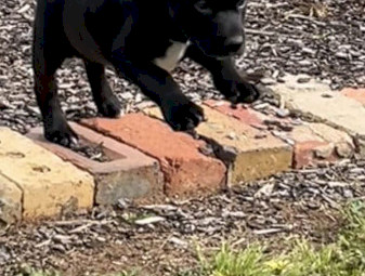Kelpie Pups x 2