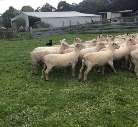 Top Quality Southdown Rams