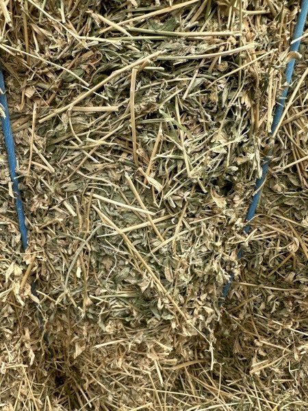 Lucerne Hay