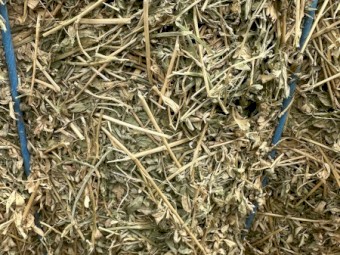 Lucerne Hay