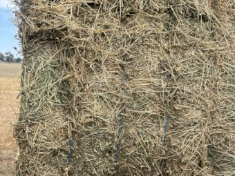 Lucerne Hay