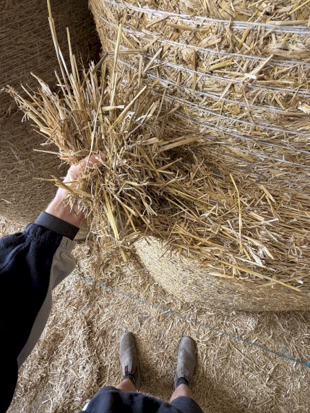 Barley Straw Rolls