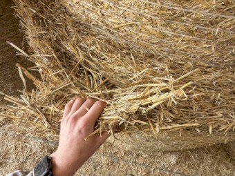 Barley Straw Rolls