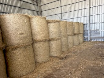 Barley Straw Rolls