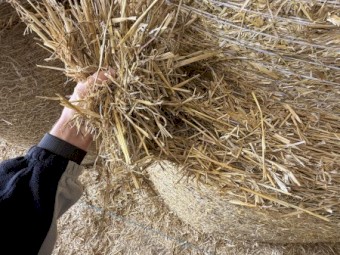 Barley Straw Rolls