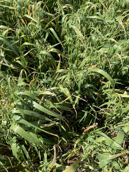 Oaten Hay