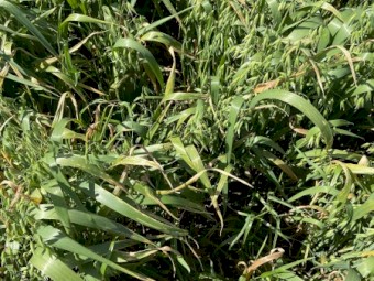 Oaten Hay