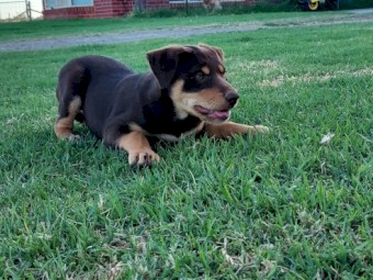 Kelpie pups purebred