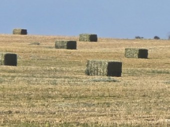 Wheaten Hay 8x4x3 Bales