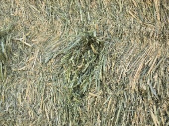 Wheaten Hay 8x4x3 Bales