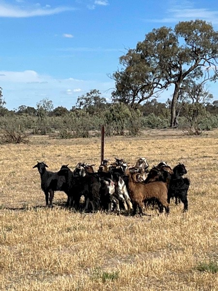 Young mixed sex rangeland Goats
