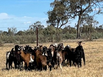 Young mixed sex rangeland Goats