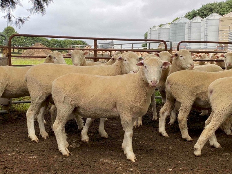 Poll Dorset Rams