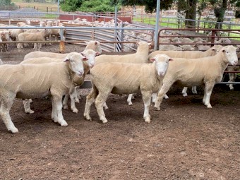 Poll Dorset Rams