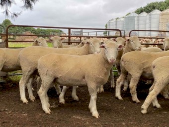 Poll Dorset Rams