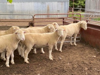 Poll Dorset Rams