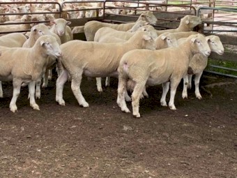Poll Dorset Rams