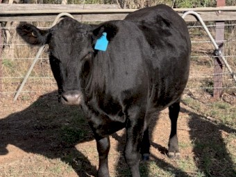 7x Angus Heifers
