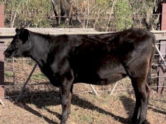 7x Angus Heifers