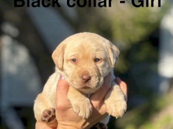 Labrador Puppies 