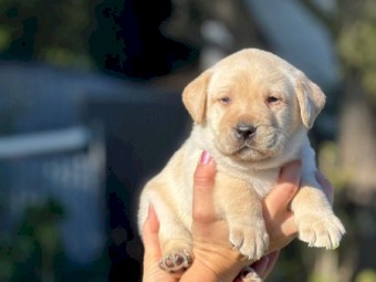 Labrador Puppies 