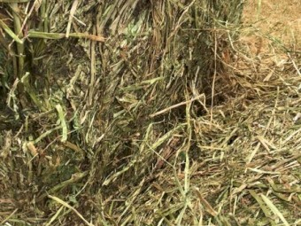 Clover Hay 8x4x3 Bales