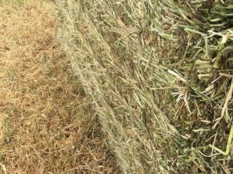 Clover Hay 8x4x3 Bales
