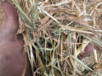 Wheaten Hay 8x4x3 Bales $140/bale