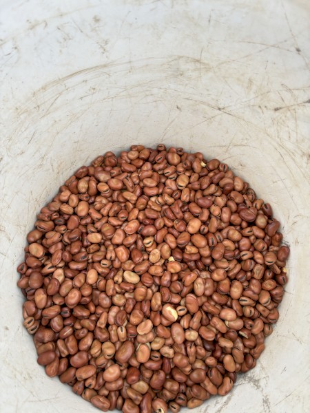 2025 Faba Beans 