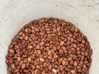 2025 Faba Beans 