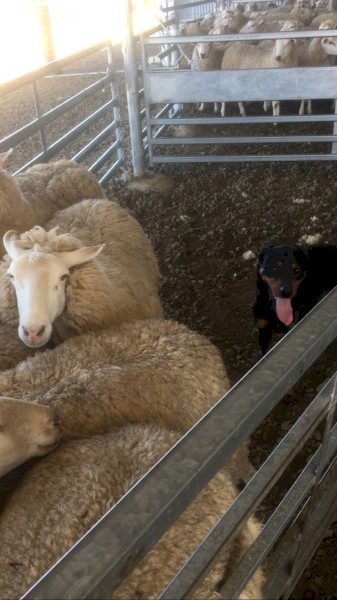 Kelpie (Ted)