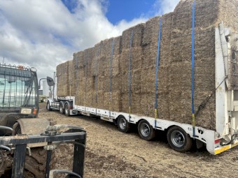 Clover Ryegrass Hay Small Square Bales