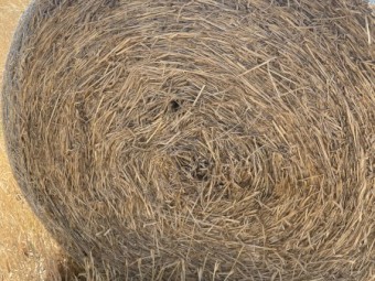 138 x Kraken Barley Hay 5x4 Round Bales