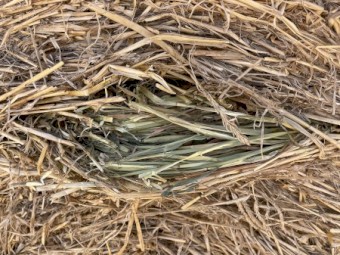 138 x Kraken Barley Hay 5x4 Round Bales