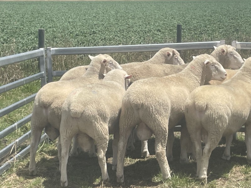 2022 drop Glenelm Poll Dorset rams 15 available