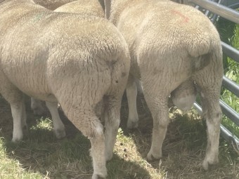 2022 drop Glenelm Poll Dorset rams 15 available