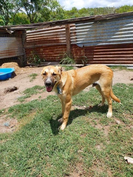 Kelpie x Collie Pup 6 months