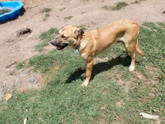 Kelpie x Collie Pup 6 months