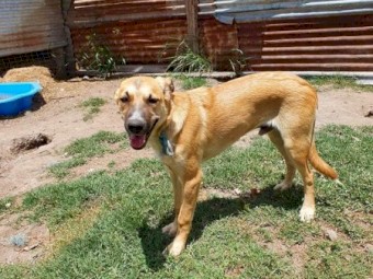 Kelpie x Collie Pup 6 months