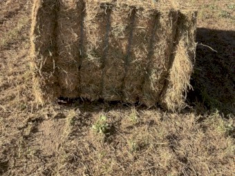 Vetch Hay 680kg 8x4x3 Bales