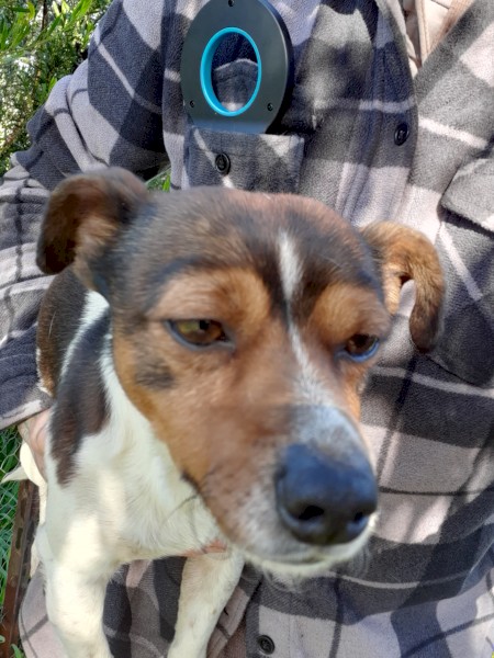 Foxy x jack russell