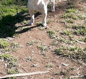 Foxy x jack russell