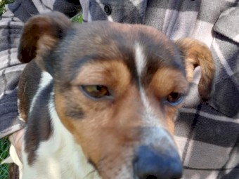 Foxy x jack russell