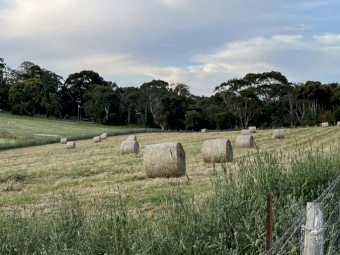 Shedded Meadow Hay Round Bales For Sale