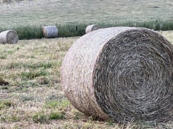 Shedded Meadow Hay Round Bales For Sale
