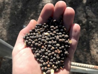 18mt Volga Vetch Seed