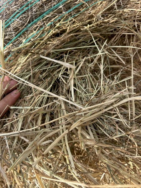 250 x Sub Clover Rye Hay Rolls
