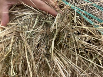 250 x Sub Clover Rye Hay Rolls